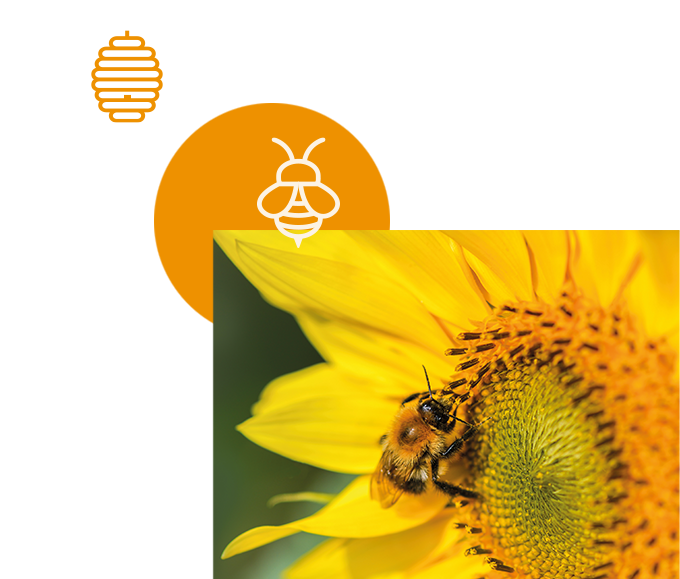 bubble entdecke das zubehör für bienen 680x579